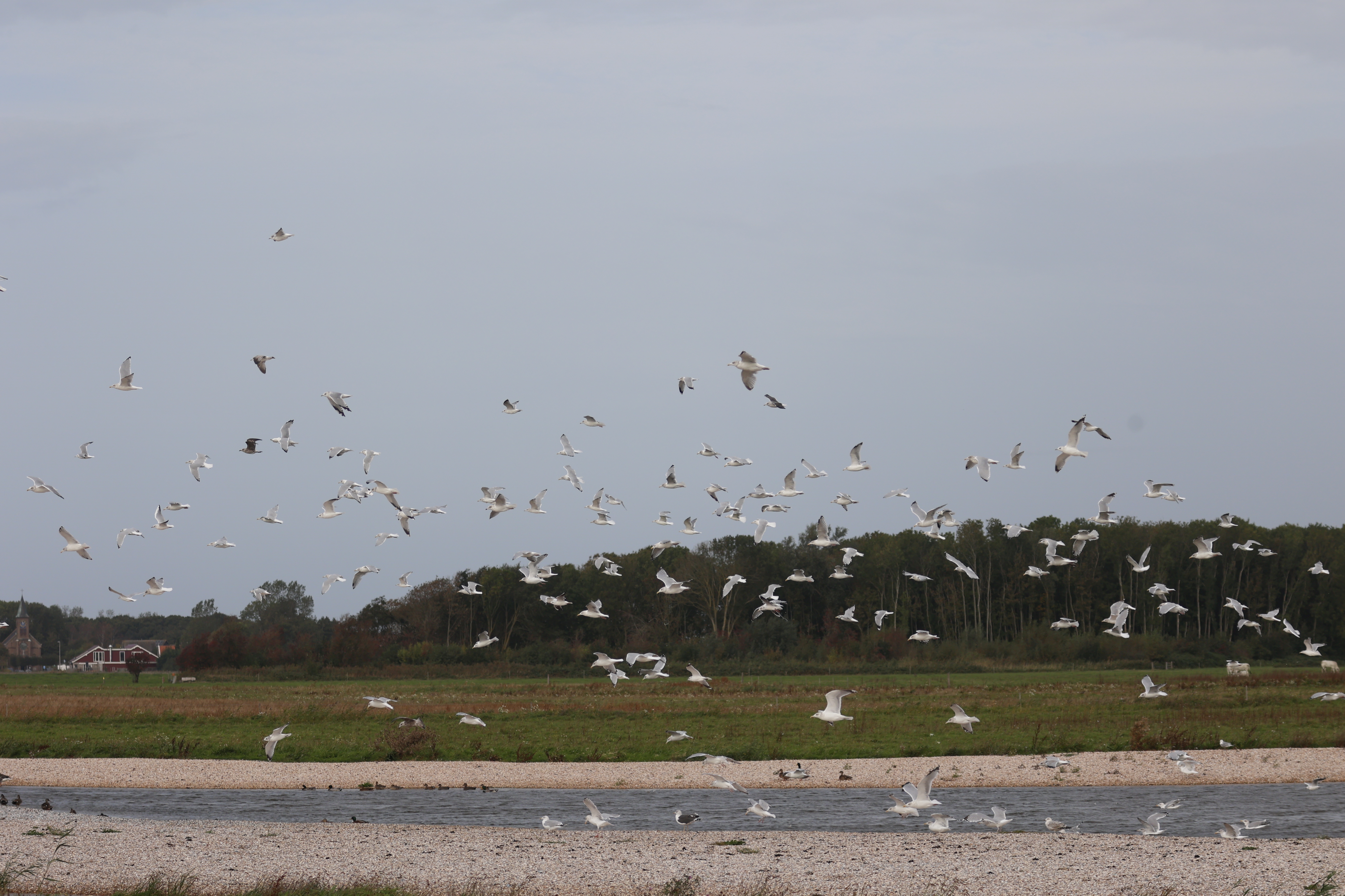Vogelvlucht (Texel). Foto van Gerda van der Meer.